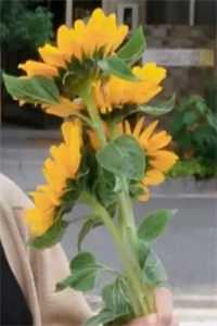 爱意匿于深海无广告