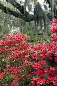 妈妈只爱二胎弟弟全文免费