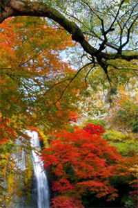 雪吻眉梢不渡春精选